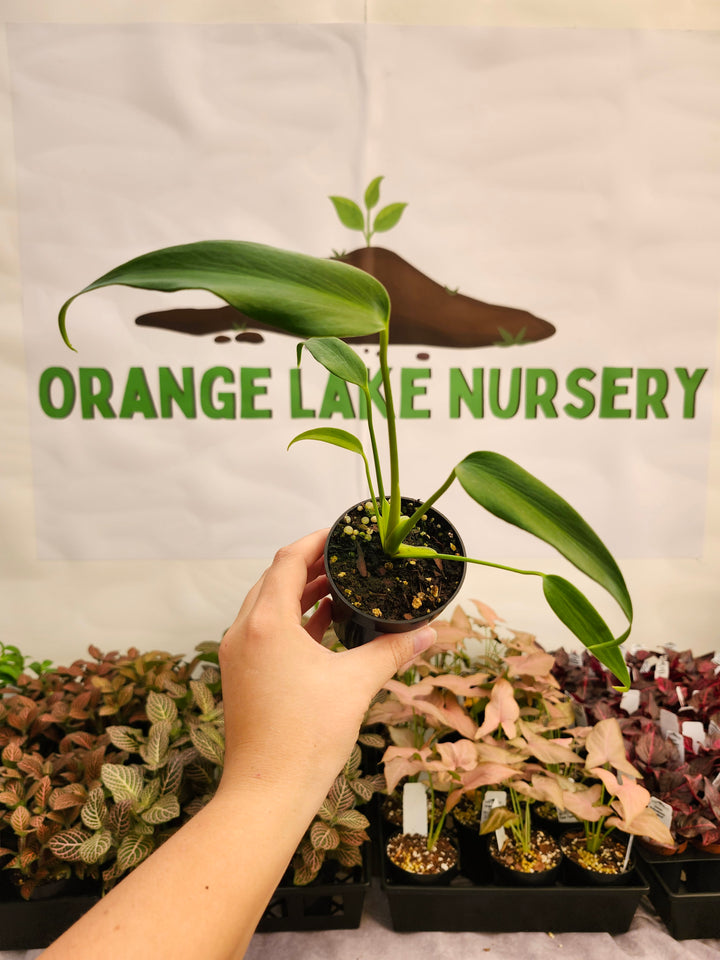Monstera Burle Marx Flame (3in)-221