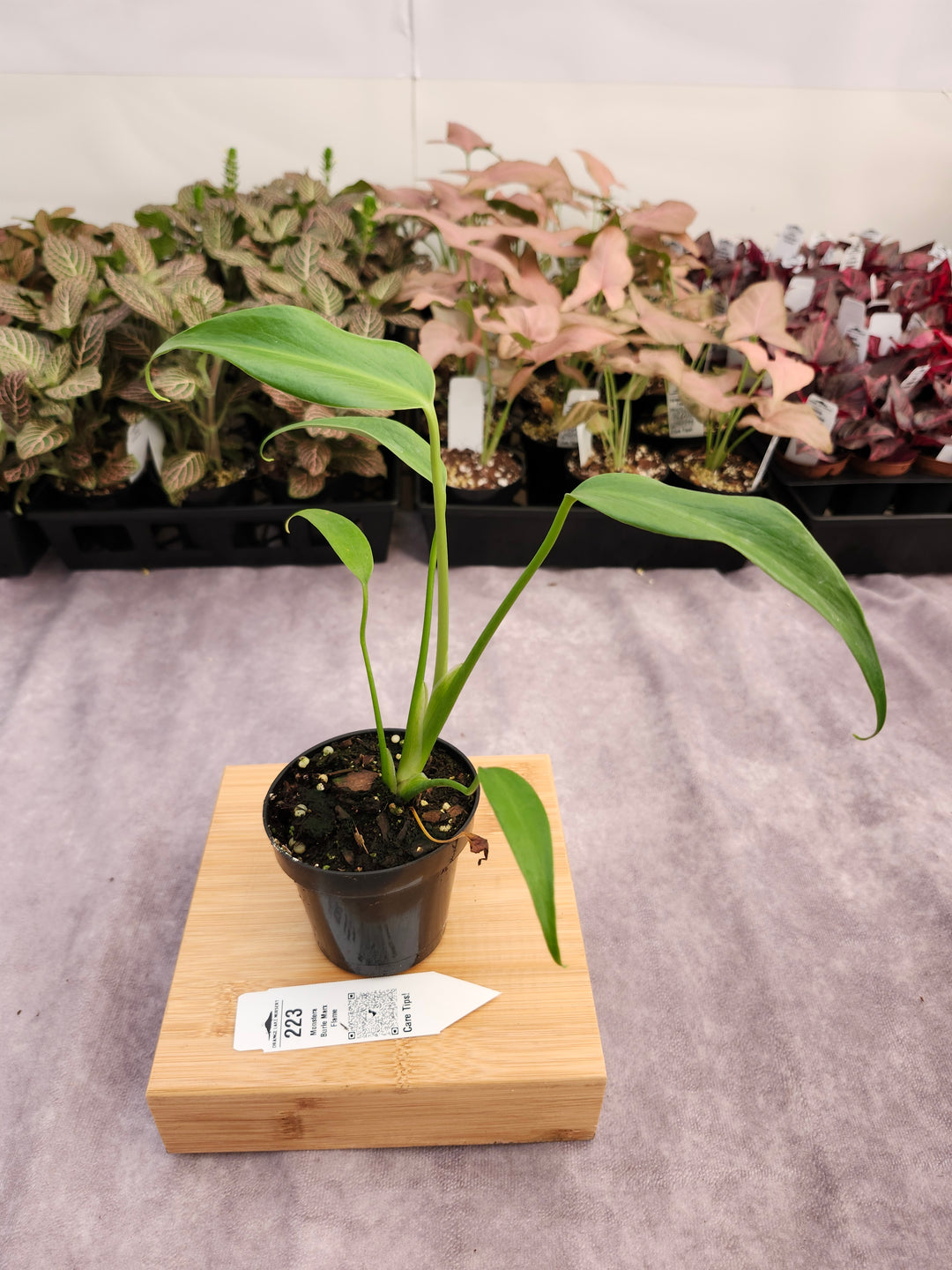 Monstera Burle Marx Flame (3in)-223