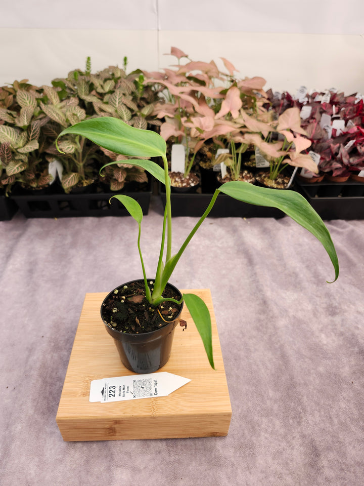 Monstera Burle Marx Flame (3in)-223