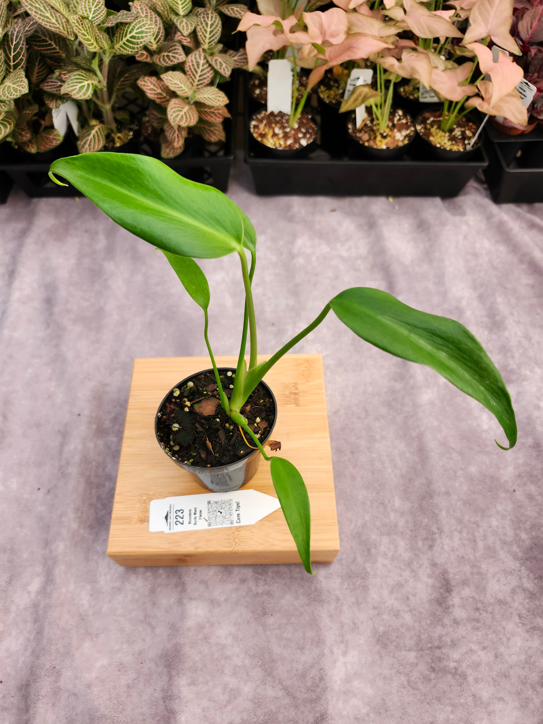 Monstera Burle Marx Flame (3in)-223