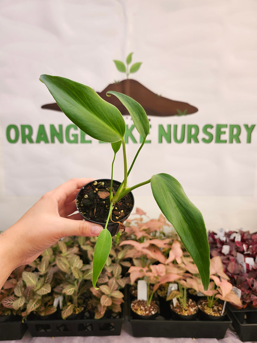 Monstera Burle Marx Flame (3in)-223