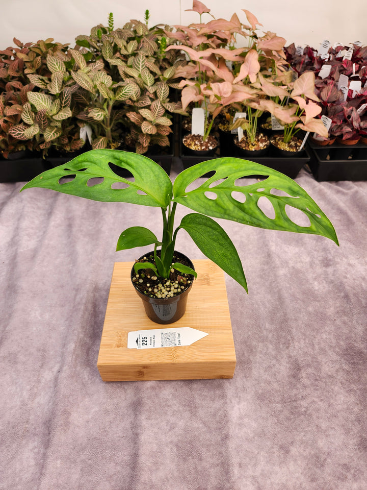Monstera Obilqua Napo (3in)-225
