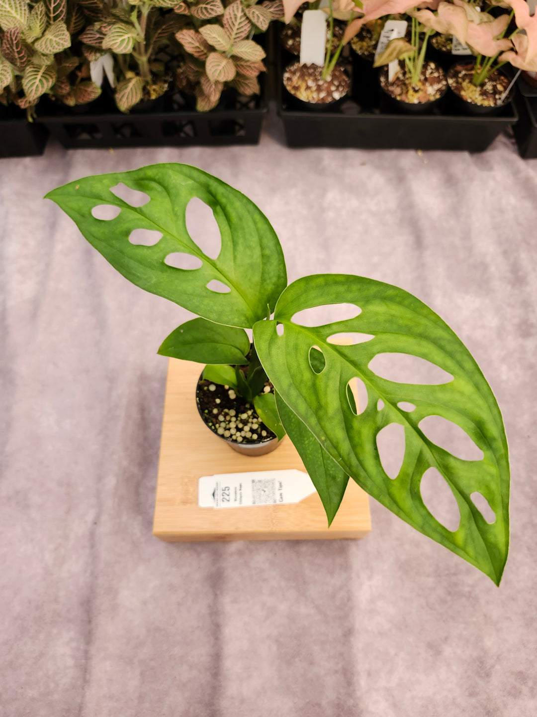 Monstera Obilqua Napo (3in)-225