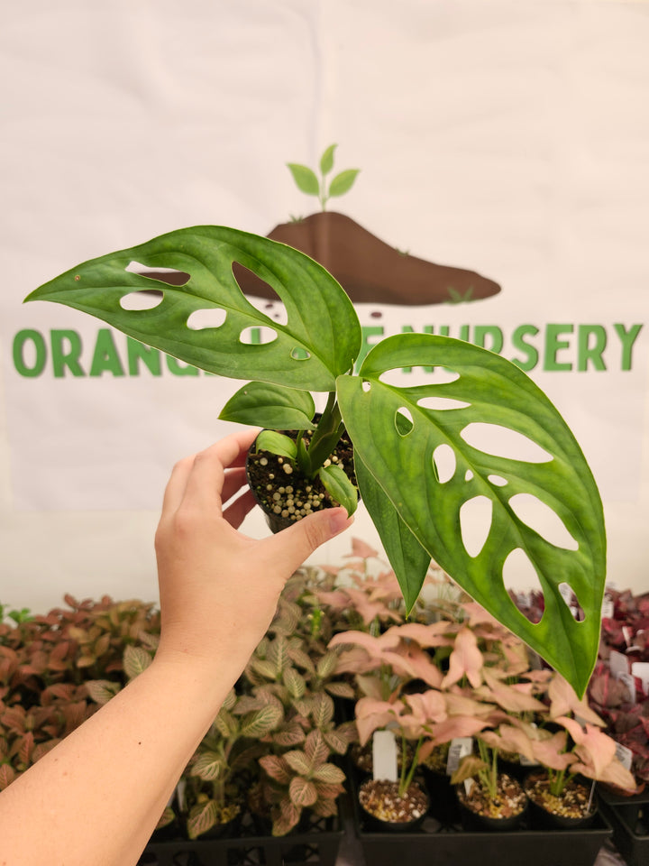 Monstera Obilqua Napo (3in)-225
