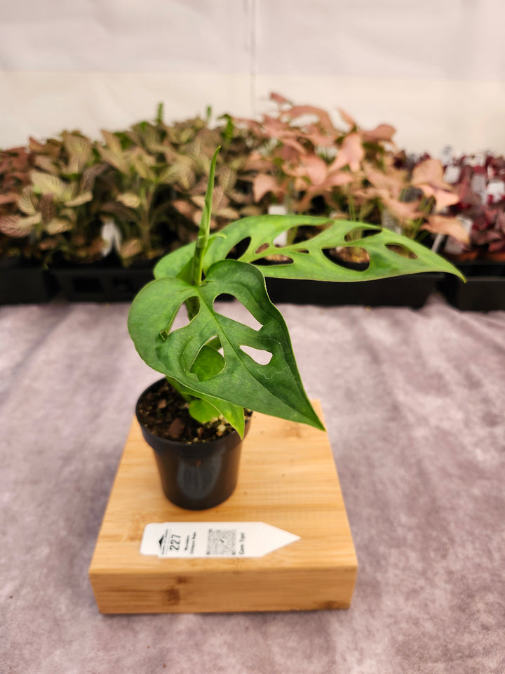 Monstera Obilqua Napo (3in)-227