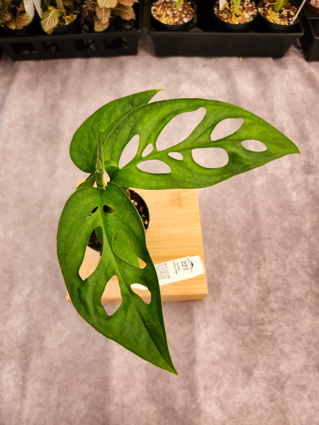 Monstera Obilqua Napo (3in)-227