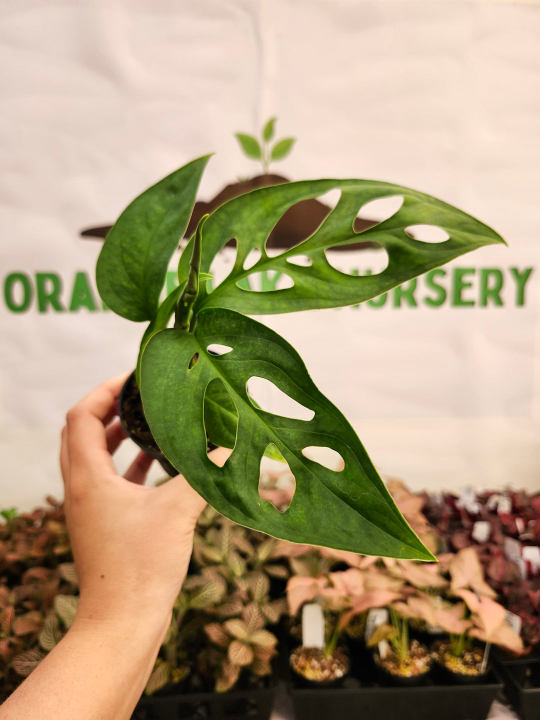 Monstera Obilqua Napo (3in)-227