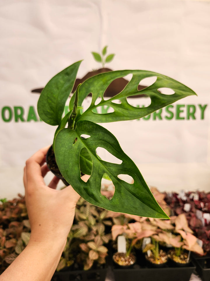 Monstera Obilqua Napo (3in)-227