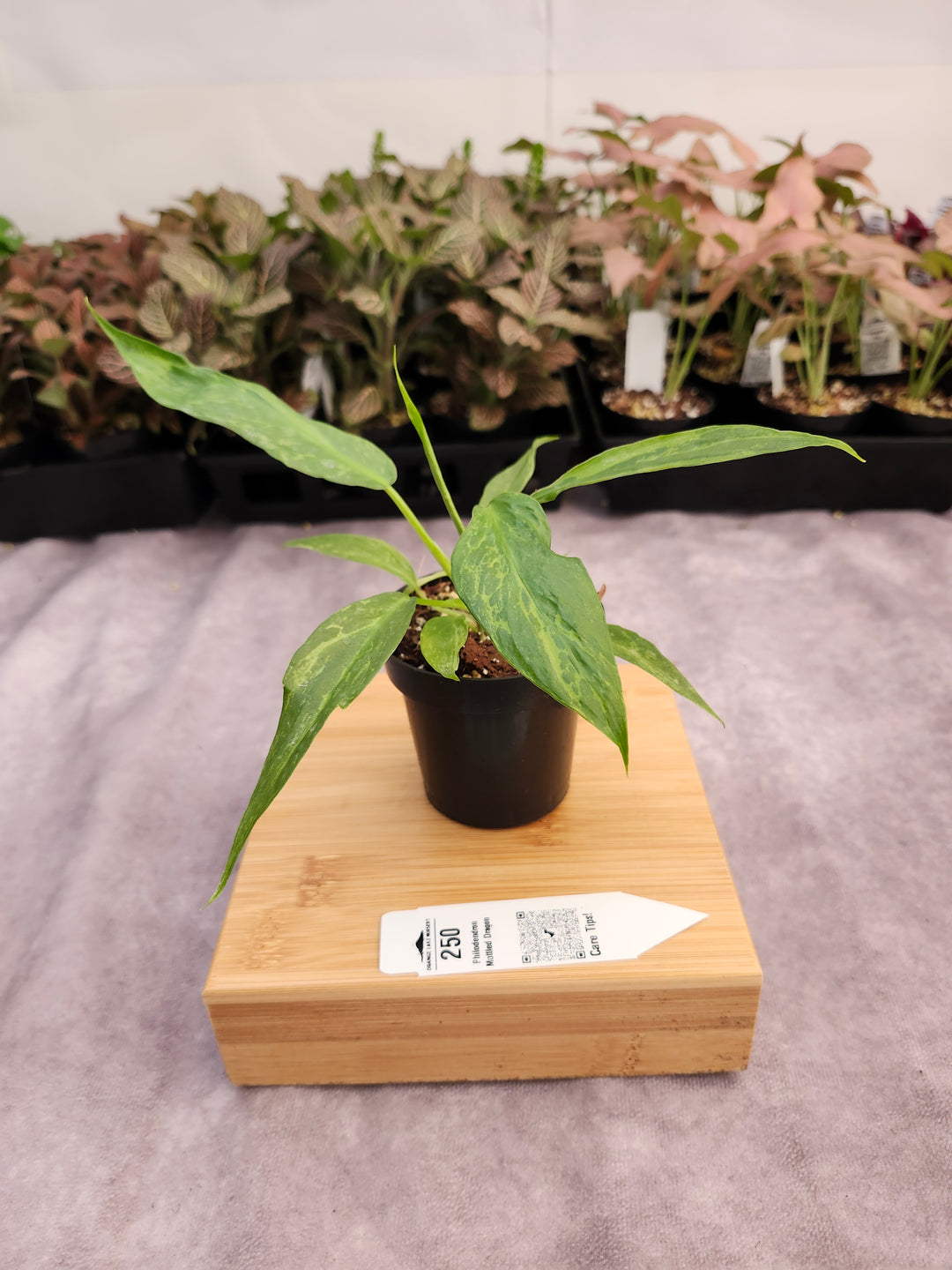 Philodendron Mottled Dragon (3in)-250