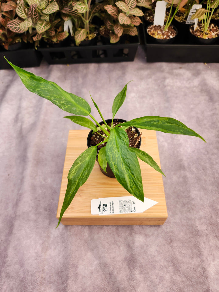 Philodendron Mottled Dragon (3in)-250