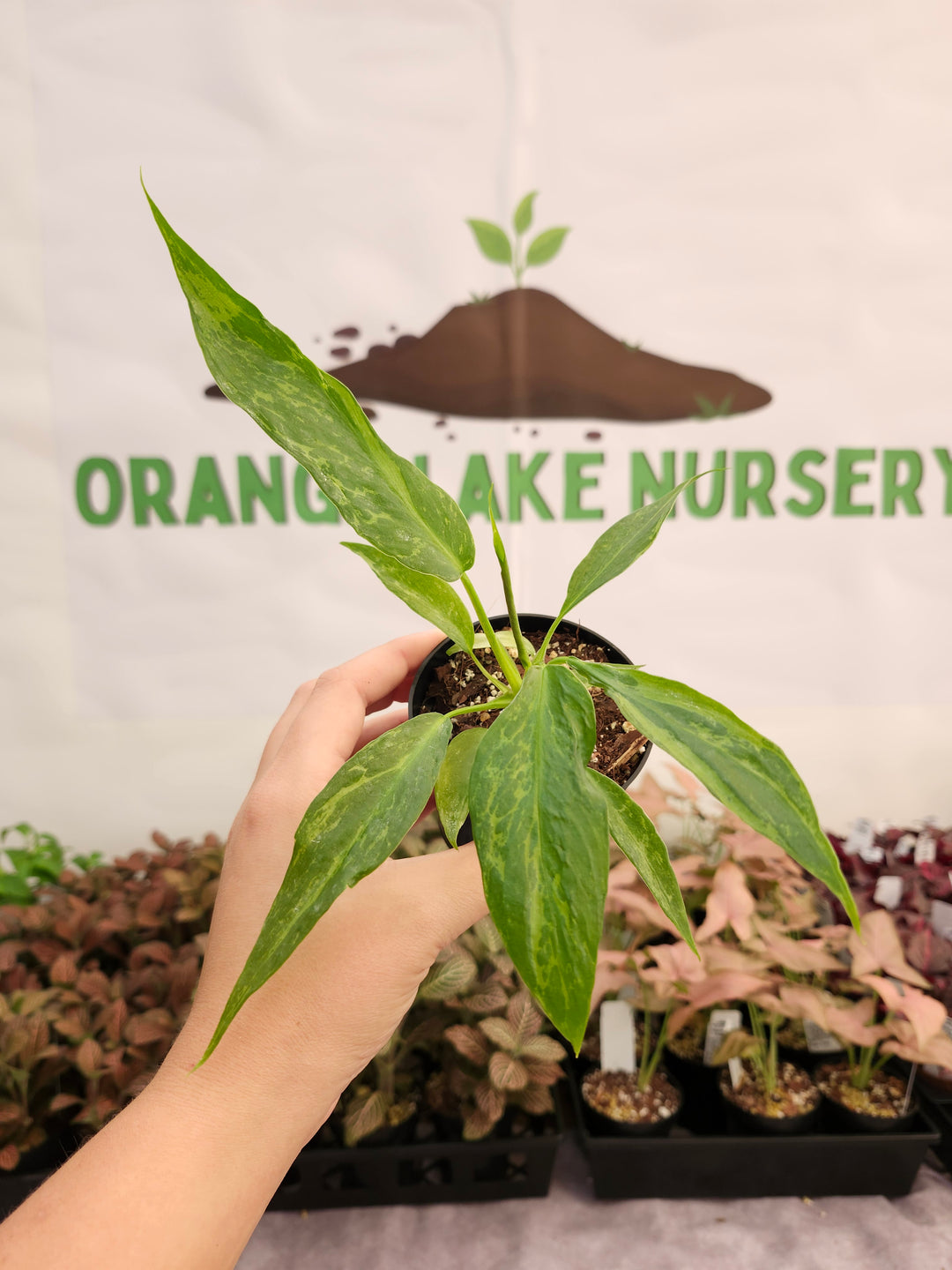 Philodendron Mottled Dragon (3in)-250