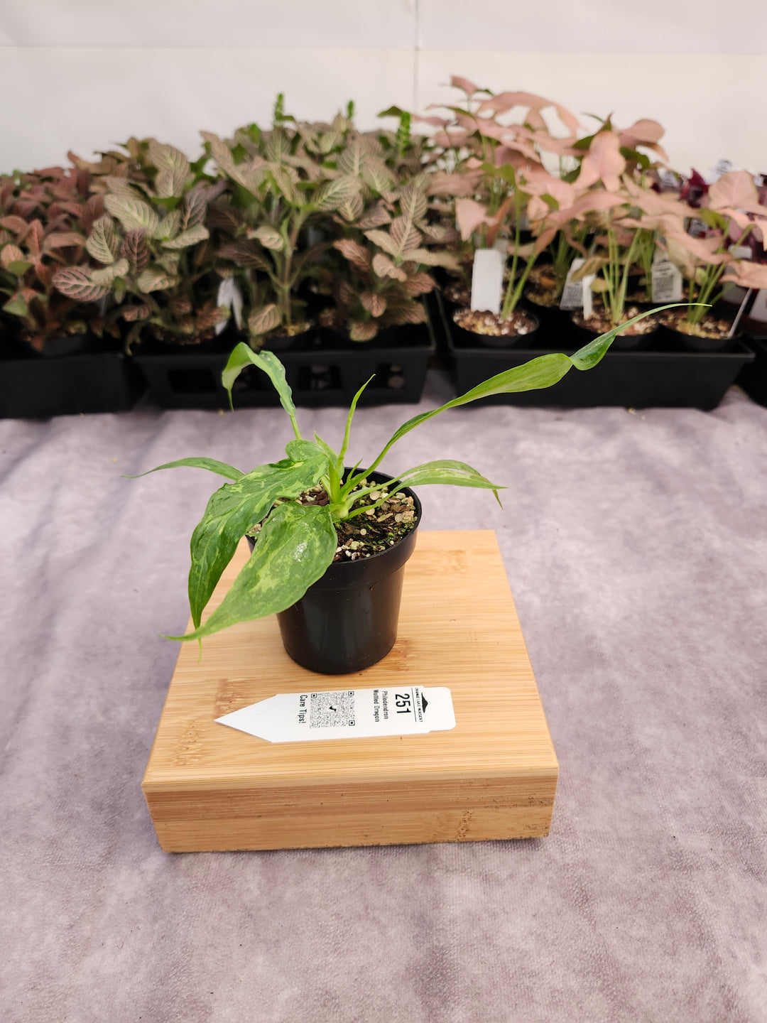 Philodendron Mottled Dragon (3in)-251