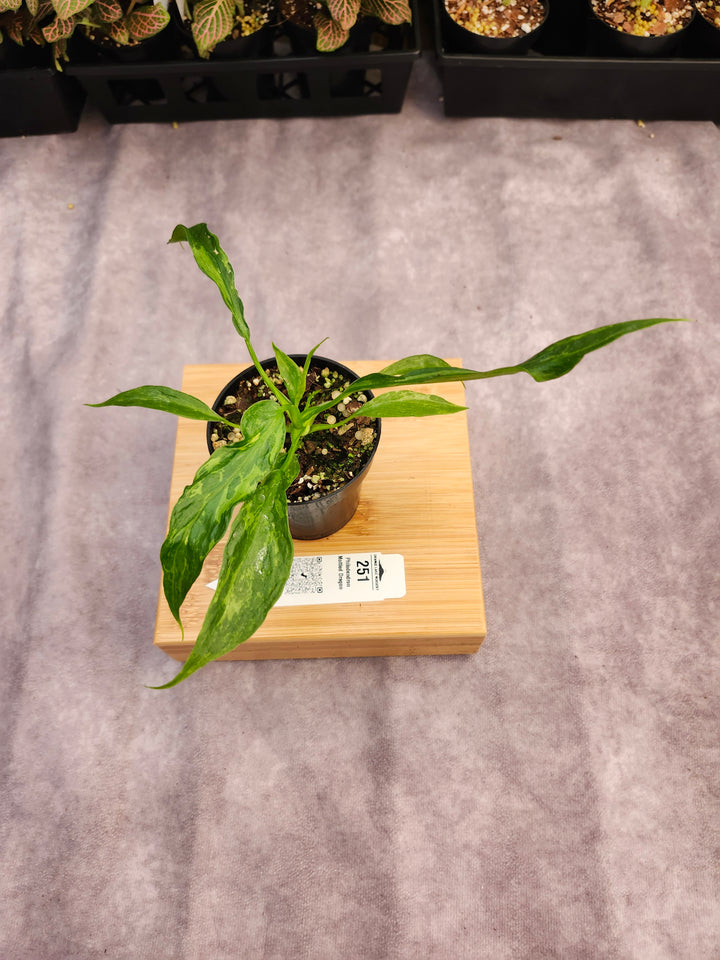 Philodendron Mottled Dragon (3in)-251