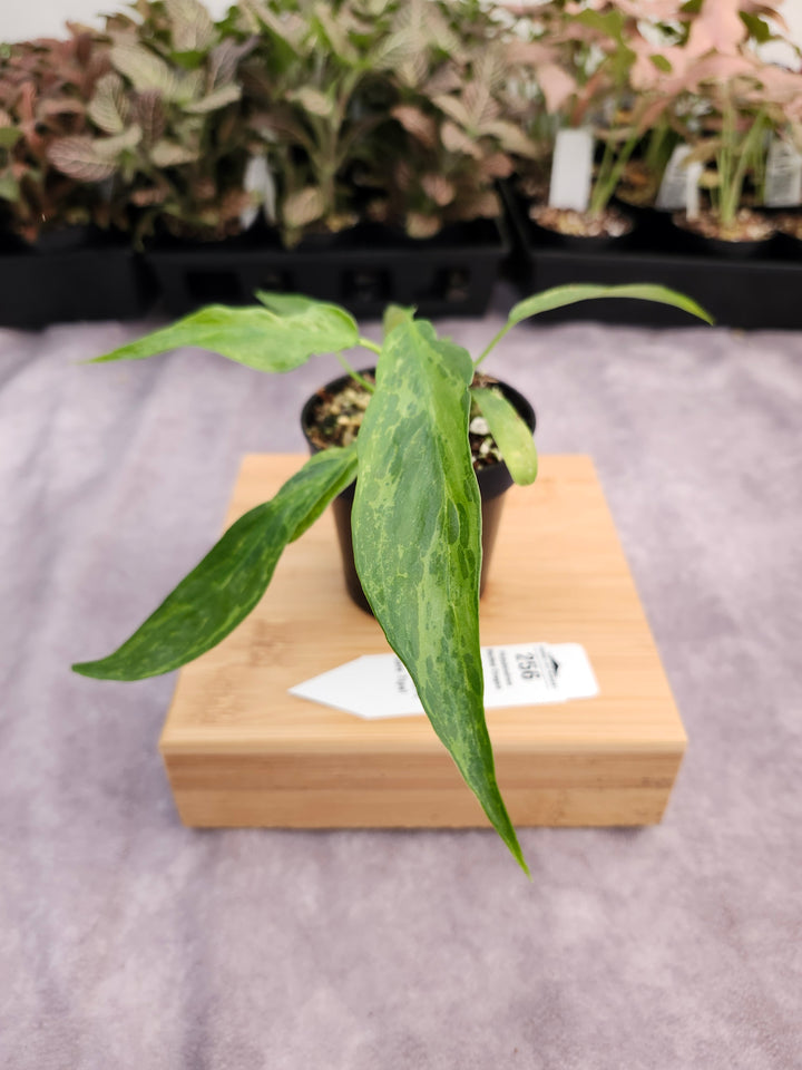 Philodendron Mottled Dragon (3in)-256