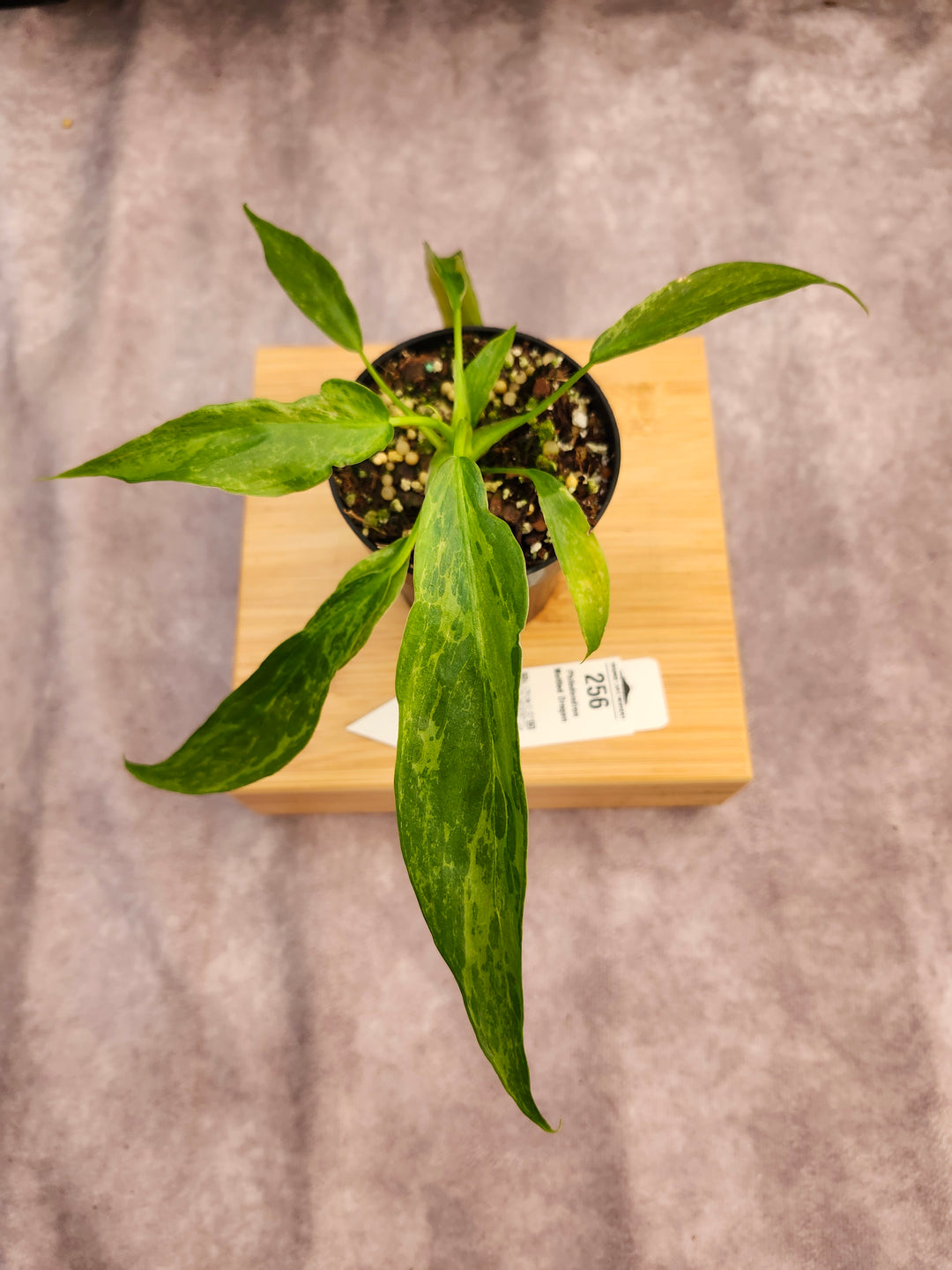 Philodendron Mottled Dragon (3in)-256