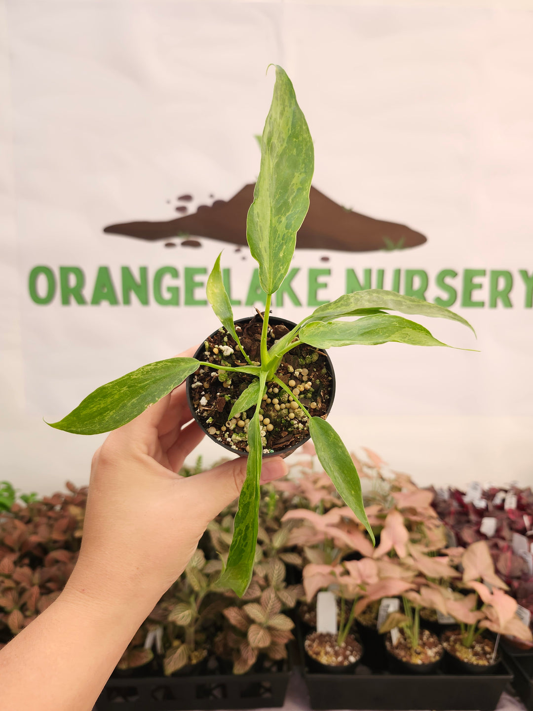 Philodendron Mottled Dragon (3in)-256