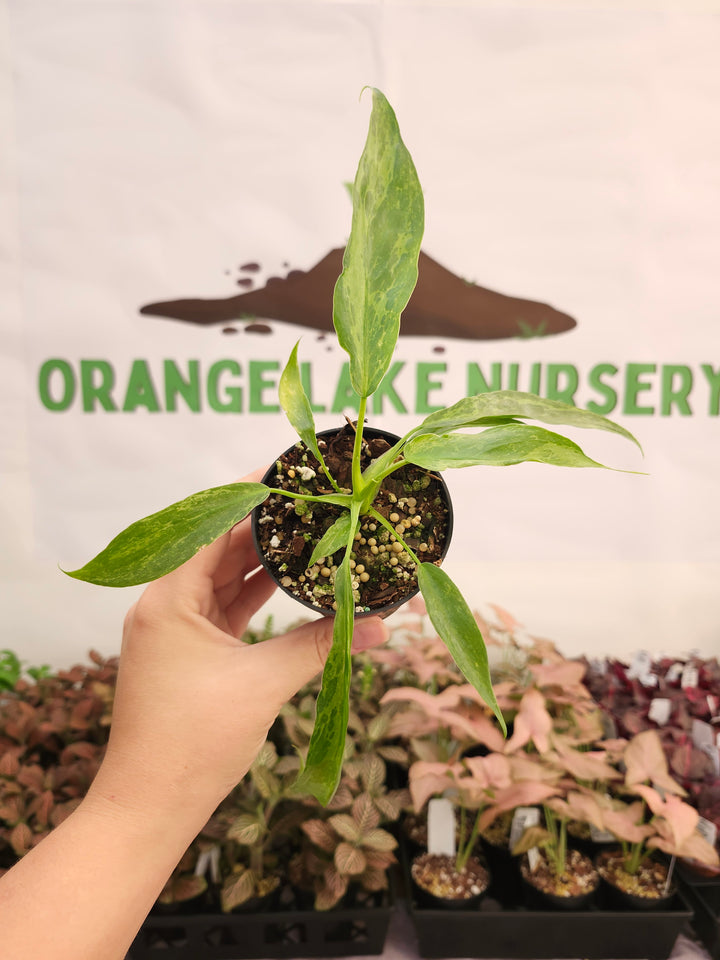 Philodendron Mottled Dragon (3in)-256