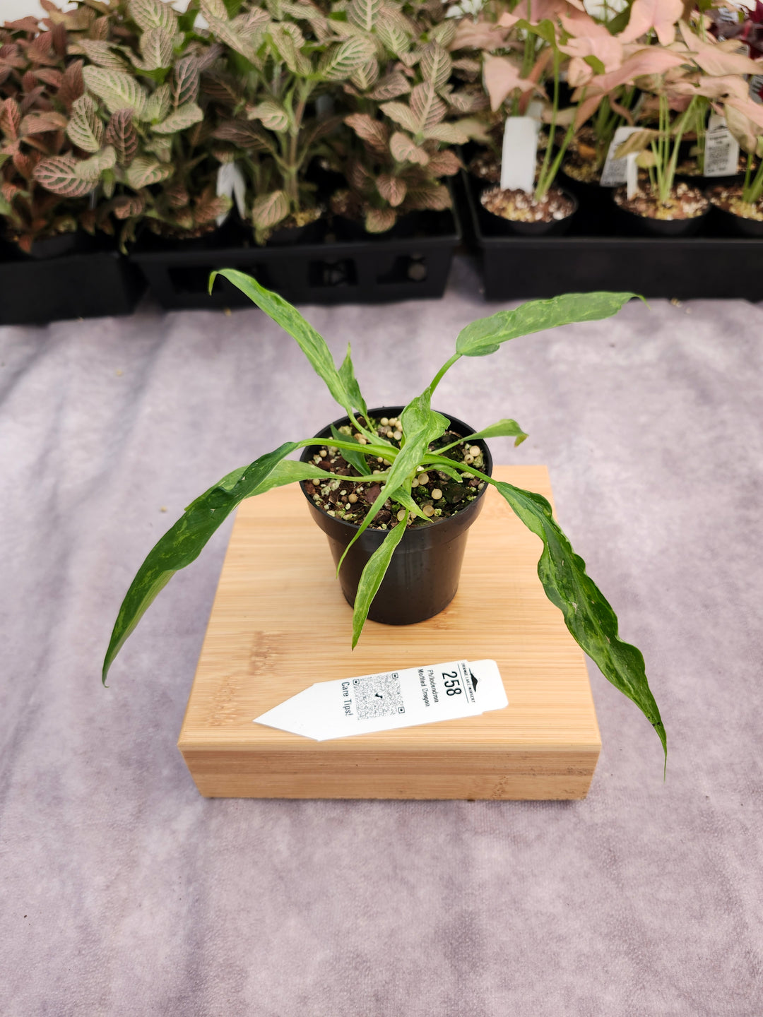 Philodendron Mottled Dragon (3in)-258