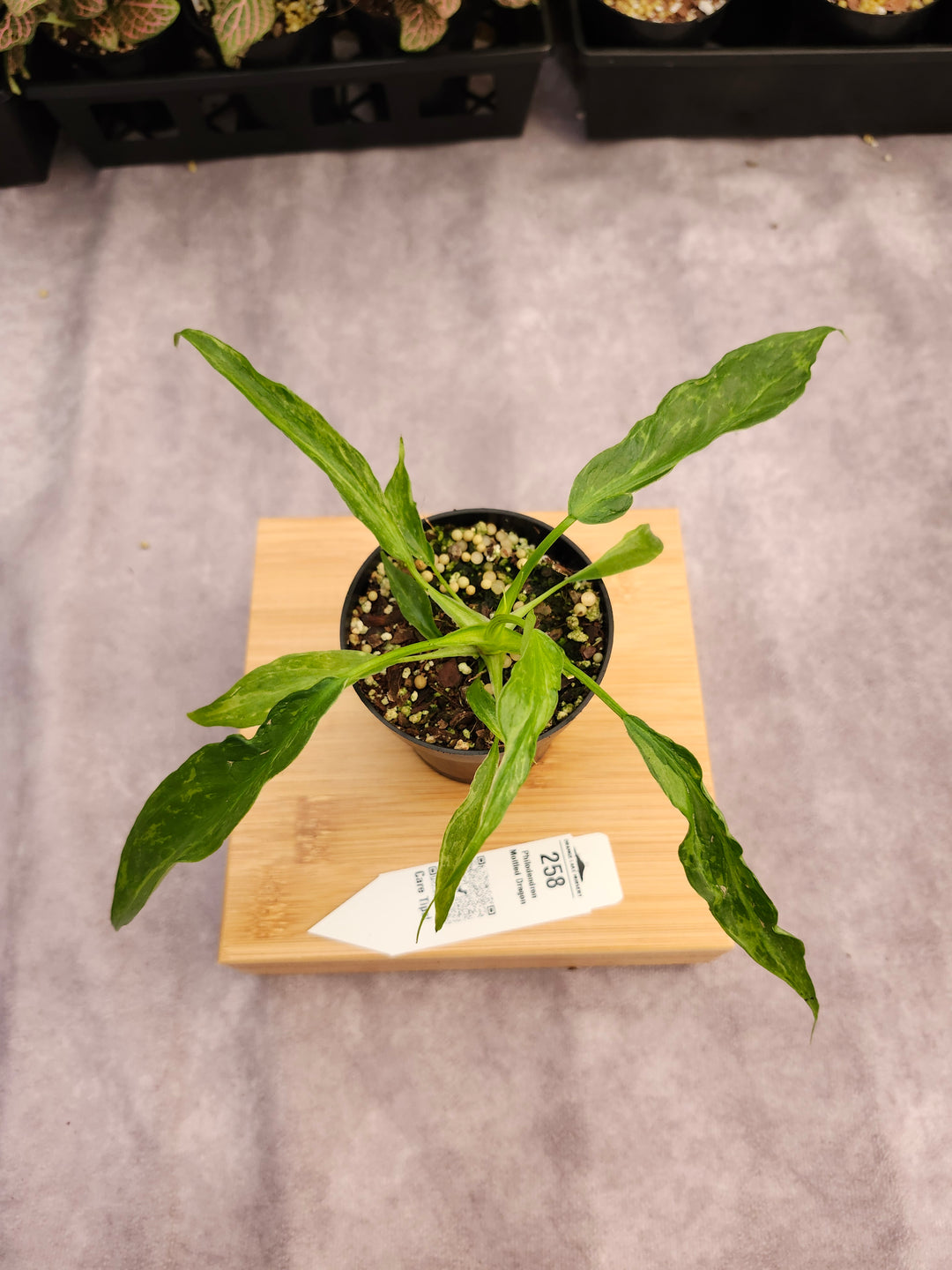 Philodendron Mottled Dragon (3in)-258