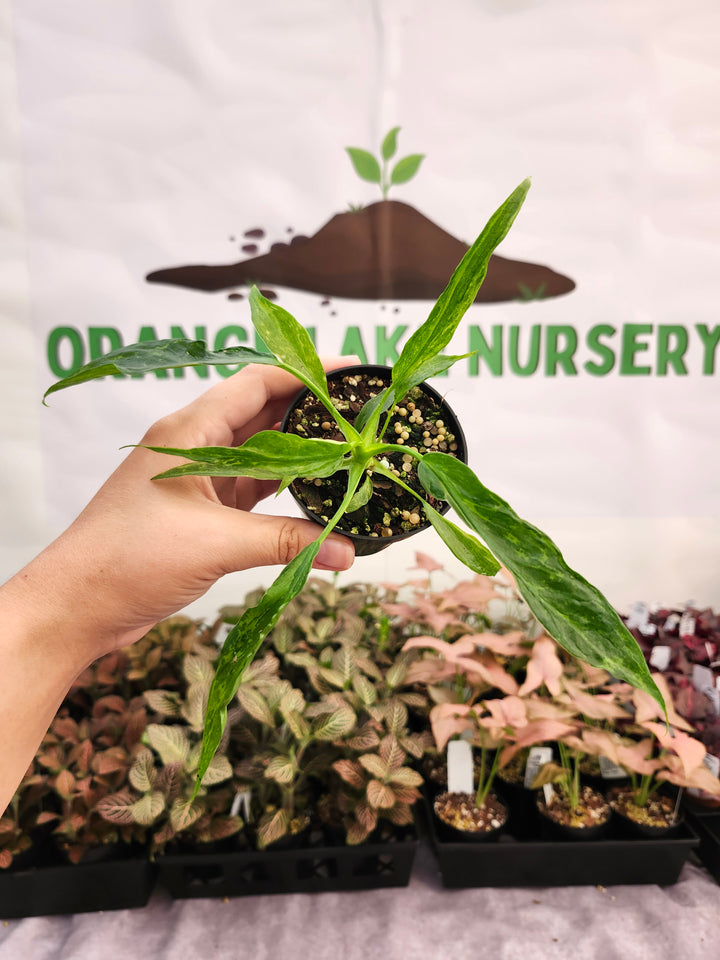 Philodendron Mottled Dragon (3in)-258