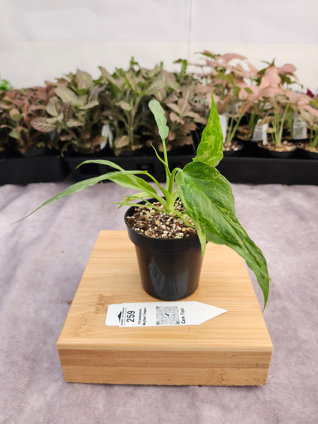 Philodendron Mottled Dragon (3in)-259