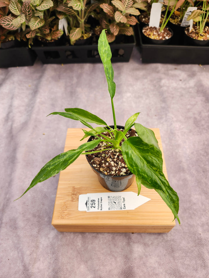 Philodendron Mottled Dragon (3in)-259
