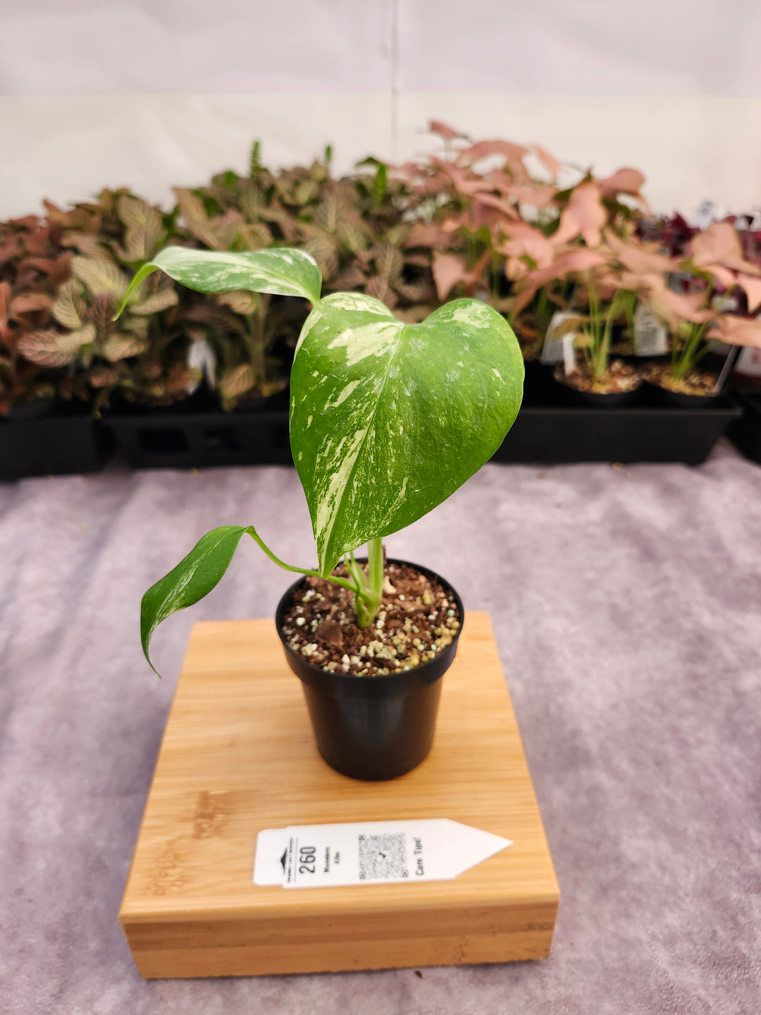 Monstera Albo (3in)-260