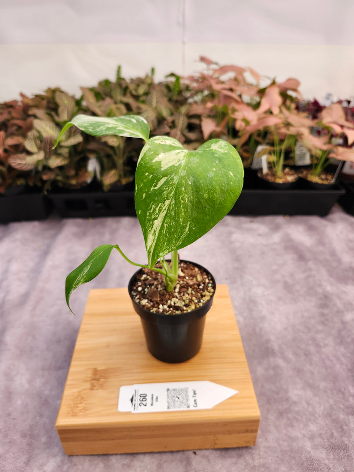 Monstera Albo (3in)-260