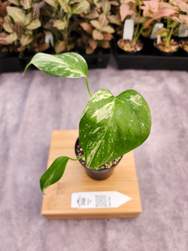 Monstera Albo (3in)-260