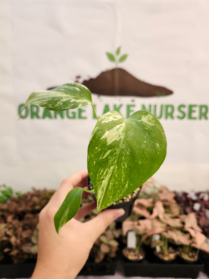 Monstera Albo (3in)-260