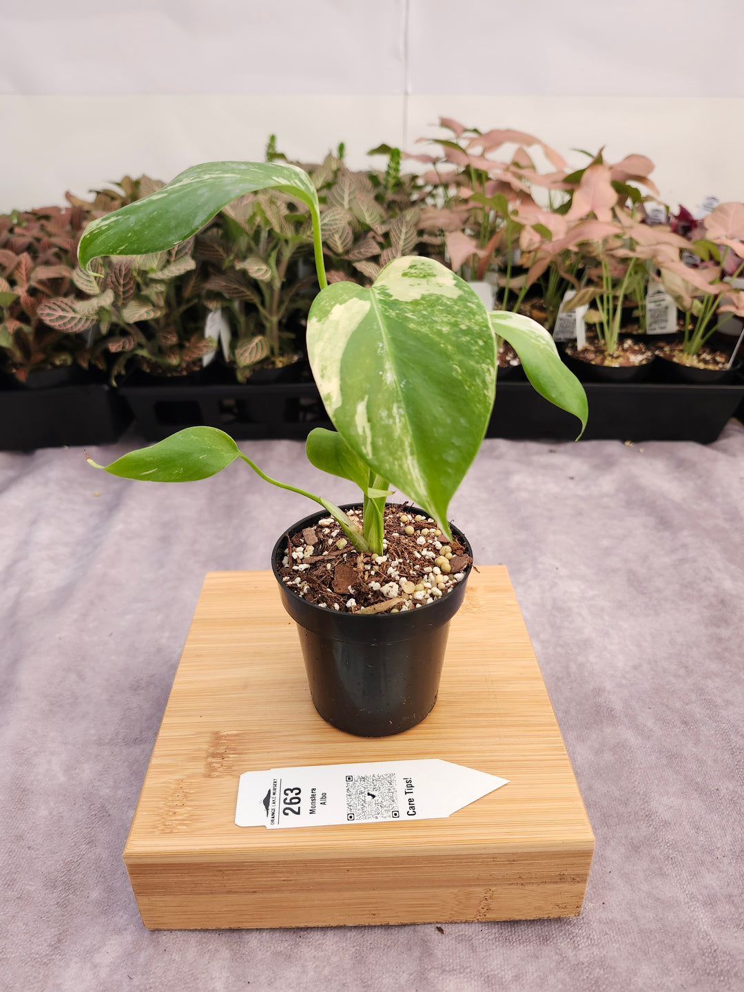 Monstera Albo (3in)-263
