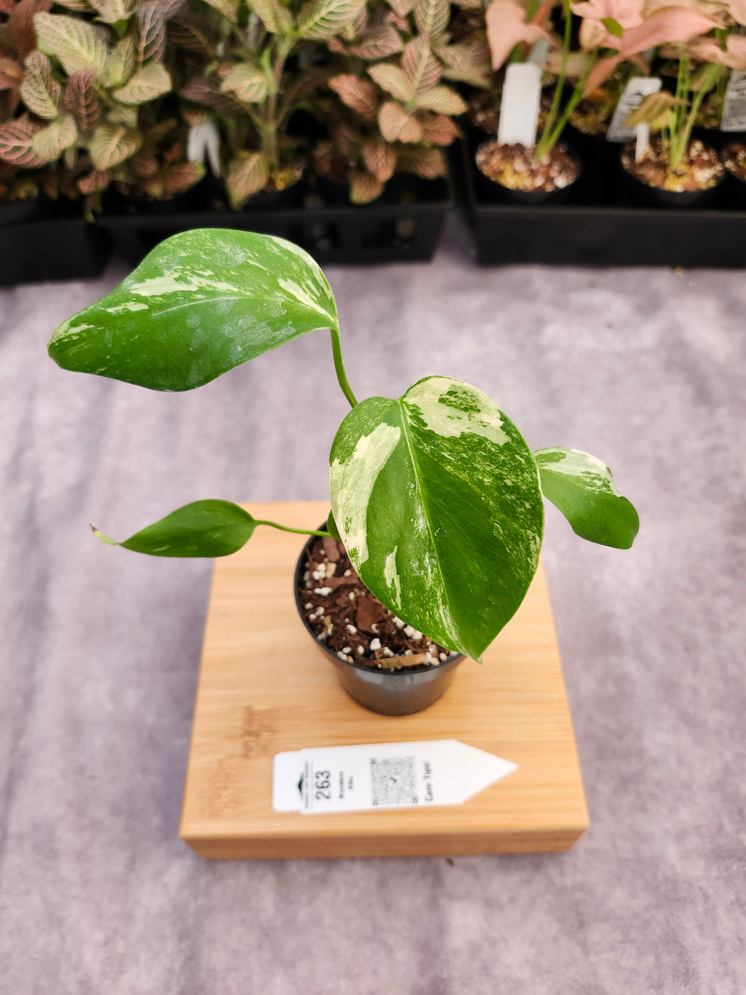 Monstera Albo (3in)-263