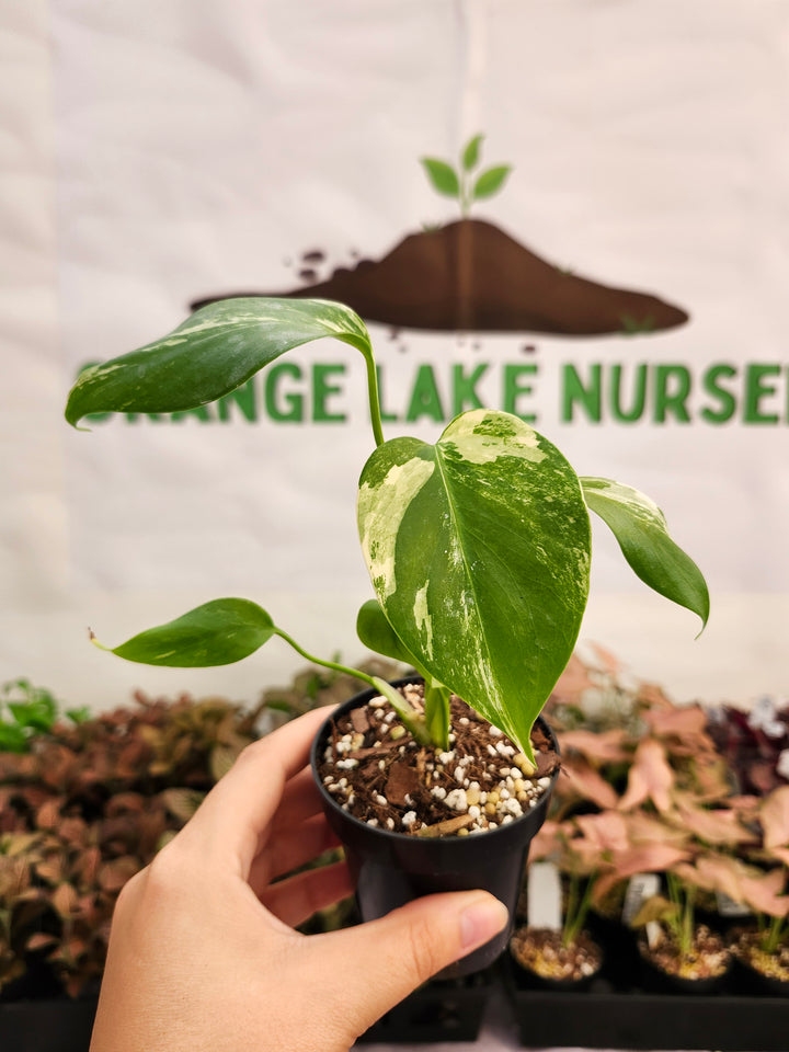 Monstera Albo (3in)-263