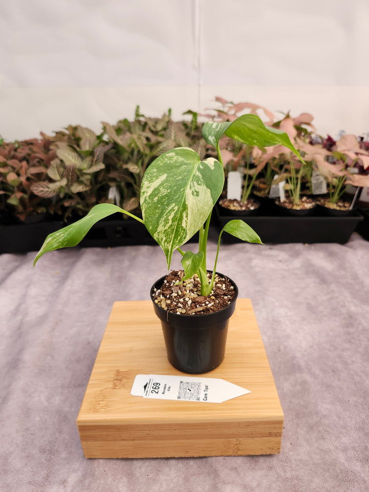 Monstera Albo (3in)-269