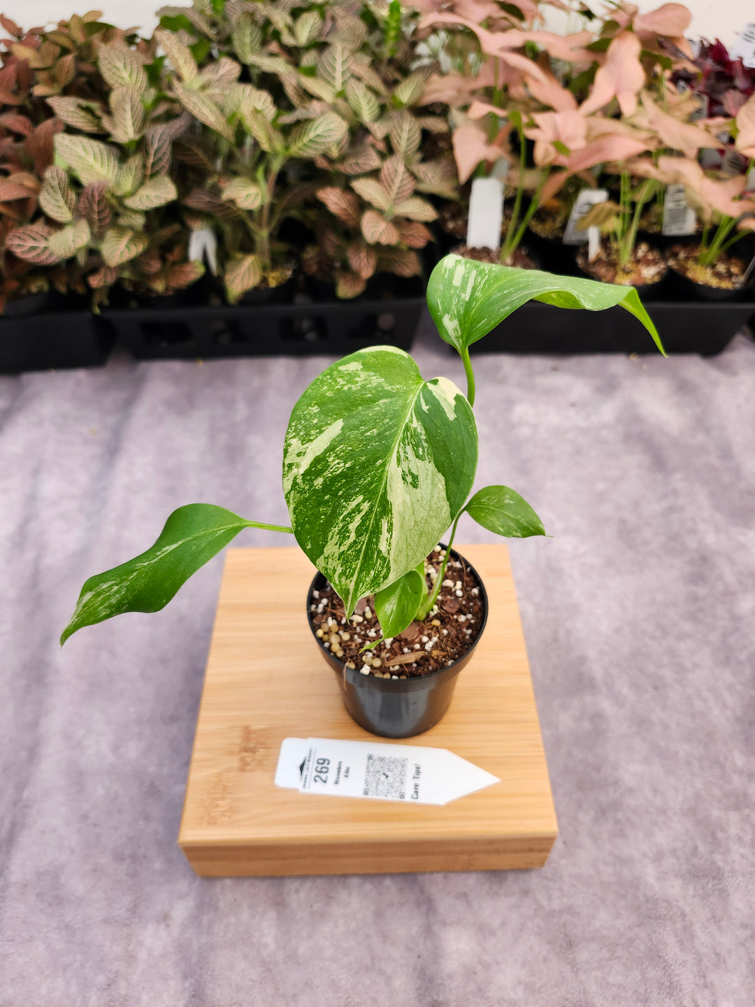 Monstera Albo (3in)-269