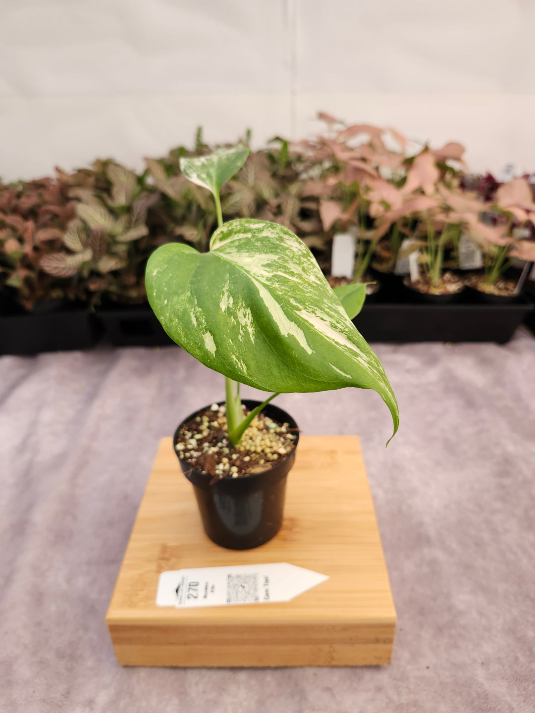 Monstera Albo (3in)-270