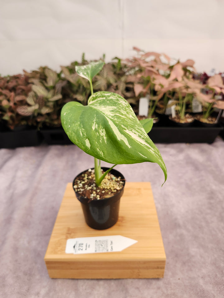Monstera Albo (3in)-270