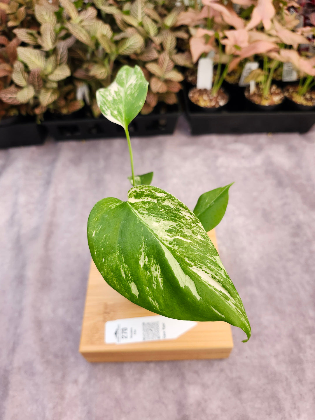 Monstera Albo (3in)-270