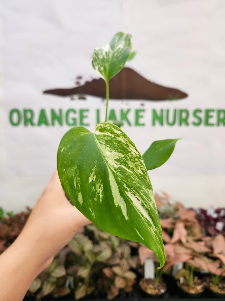 Monstera Albo (3in)-270