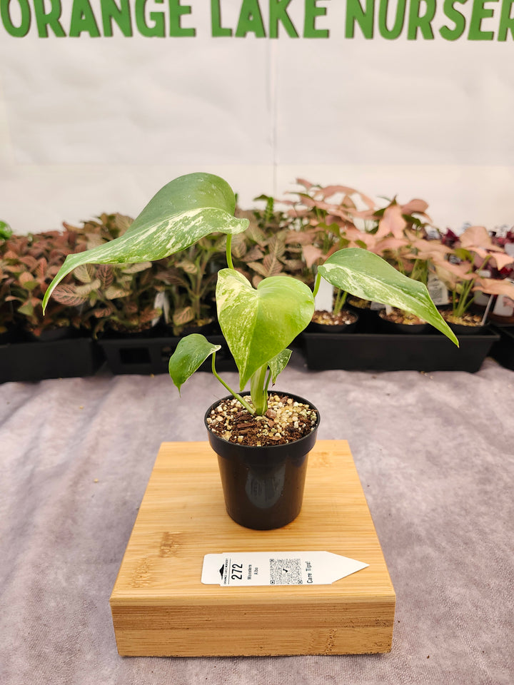 Monstera Albo (3in)-272