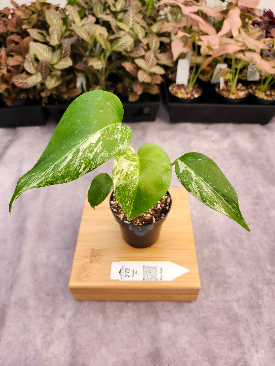 Monstera Albo (3in)-272