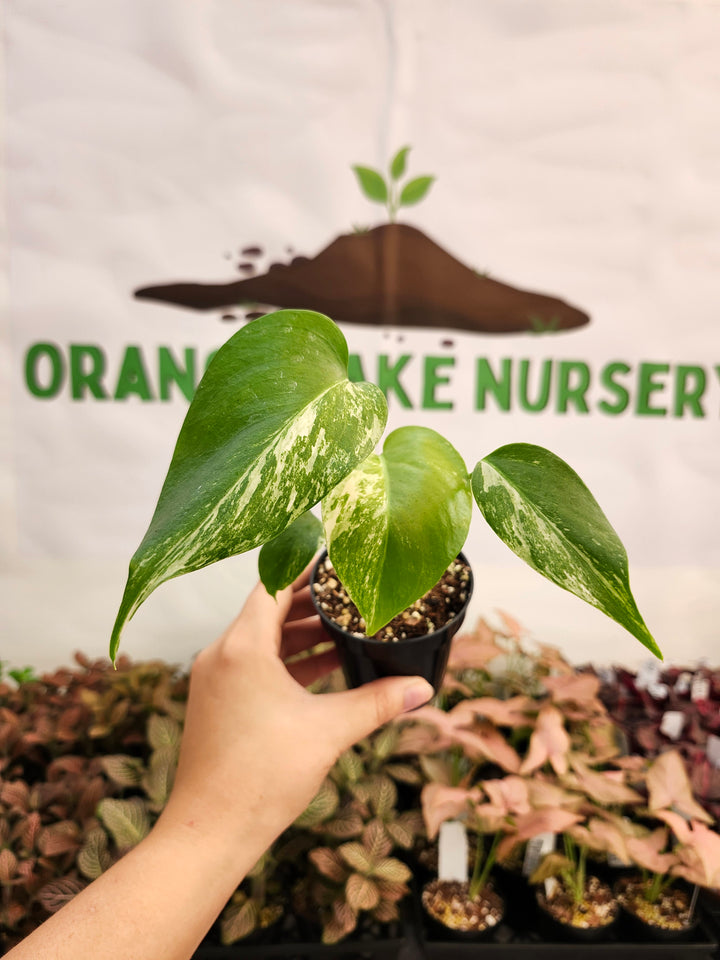 Monstera Albo (3in)-272