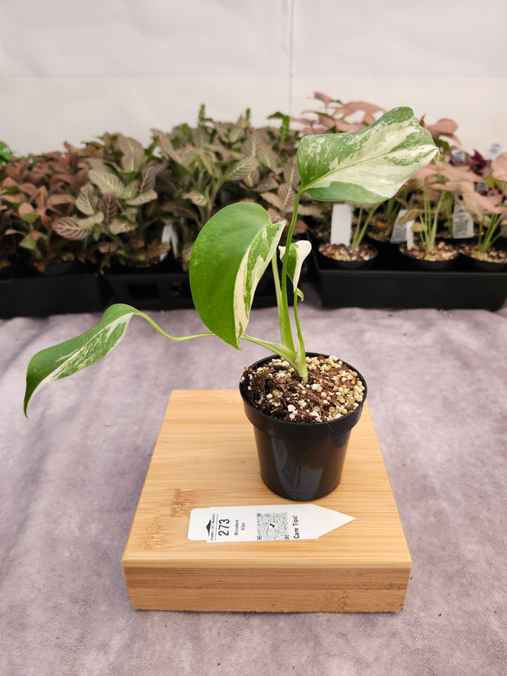 Monstera Albo (3in)-273