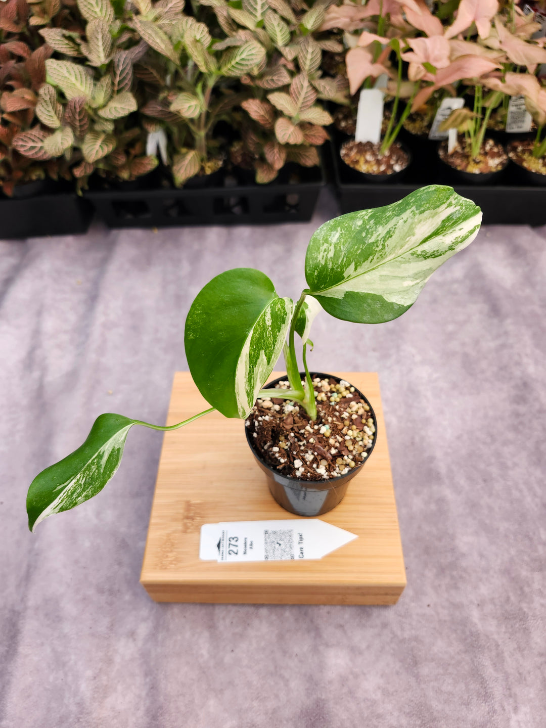 Monstera Albo (3in)-273