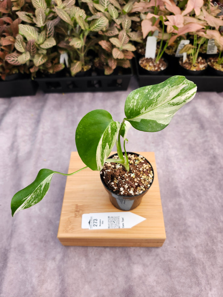 Monstera Albo (3in)-273