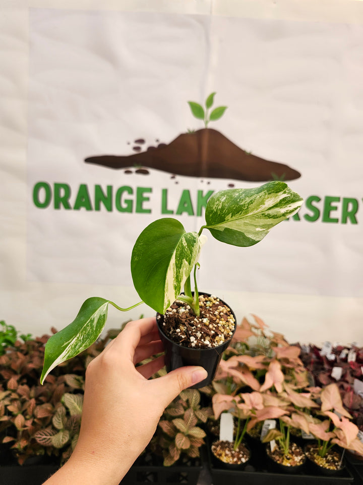 Monstera Albo (3in)-273