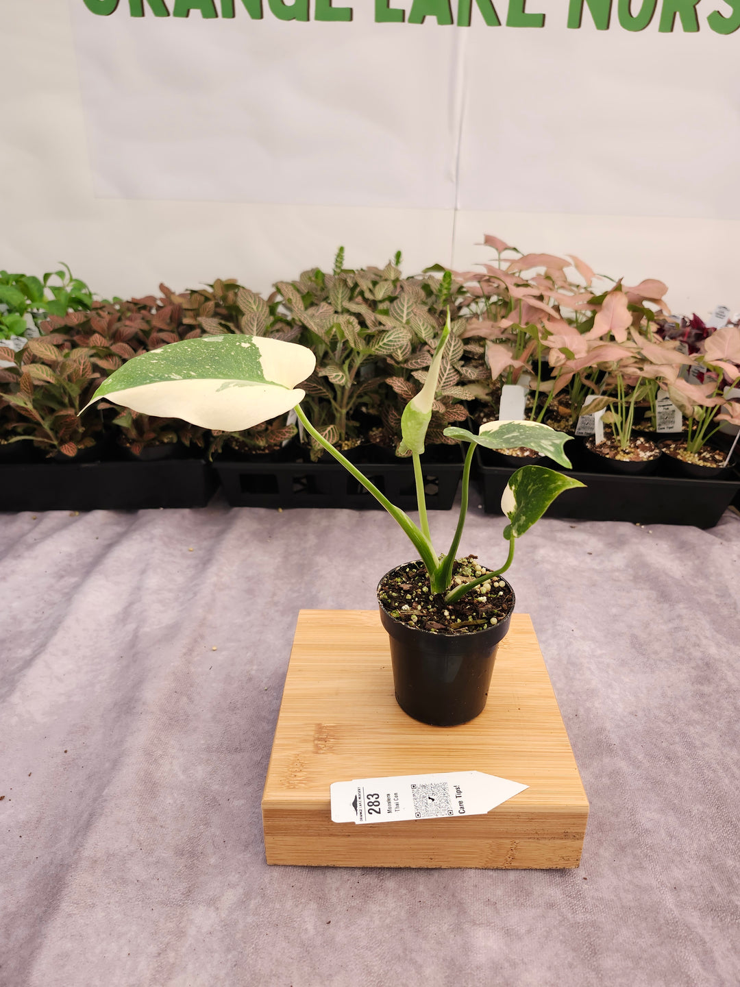 Monstera Thai Constellation (3in)-283