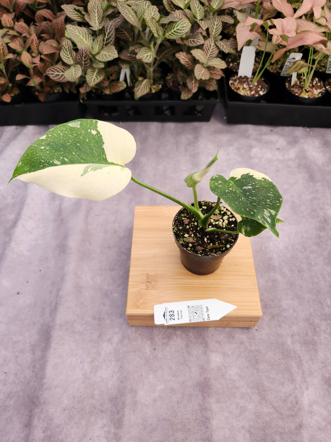 Monstera Thai Constellation (3in)-283