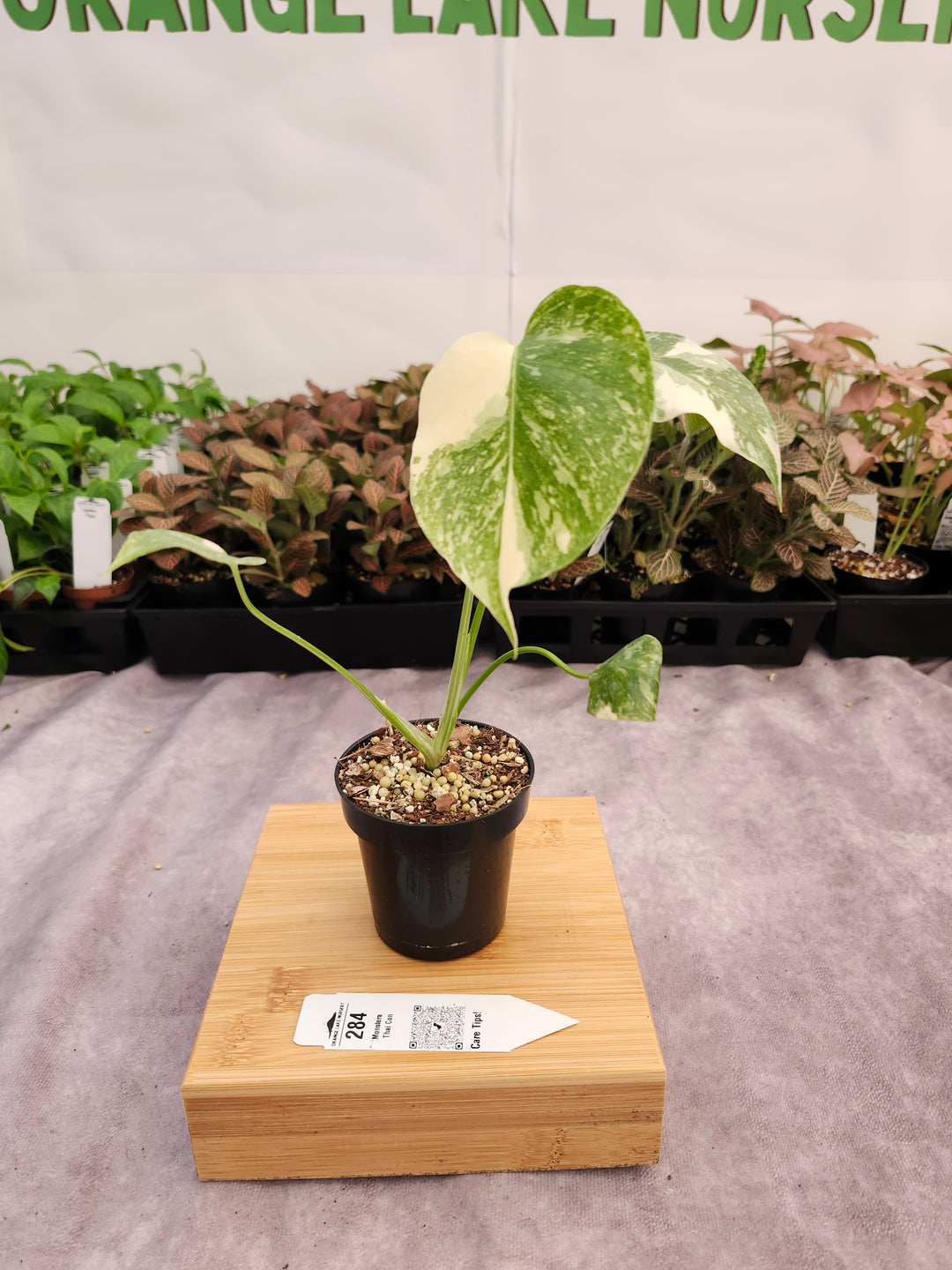 Monstera Thai Constellation (3in)-284