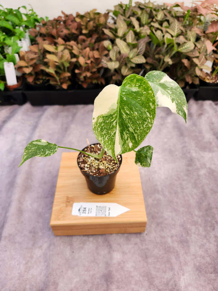 Monstera Thai Constellation (3in)-284